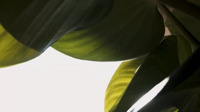 Banyan Tree Phuket Hotel - Tap to explore photos