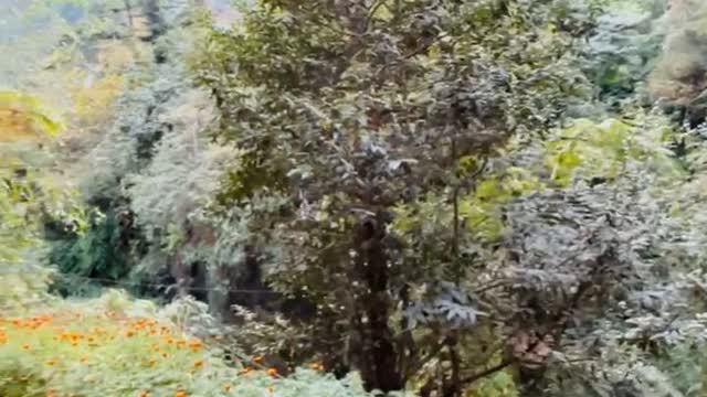 The Nature Vaul't Jibhi - Tap to explore photos