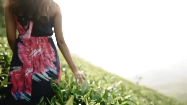 Monticle Glamps | Best Luxury Glamps in Vagamon - Tap to explore photos