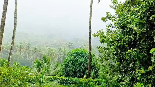 Pavan's Rainy Days Resort - Tap to explore photos