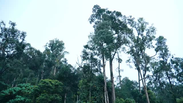 Falling Waters Munnar - Tap to explore photos