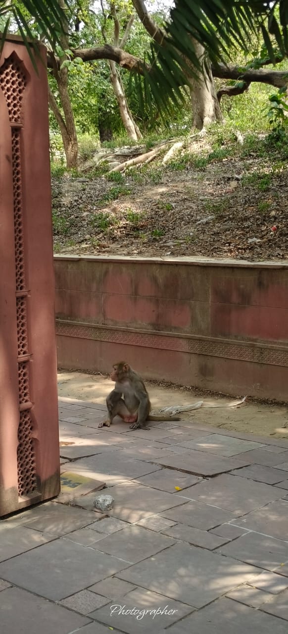 HOTEL VIRAJ - Traveller Photo